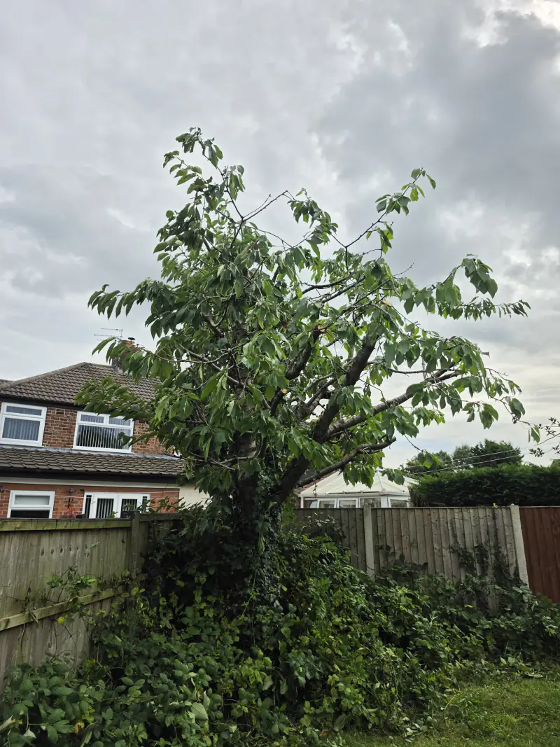 The same cherry tree after crown reduction by KC Landscapes: a smaller, balanced crown with clean pruning cuts