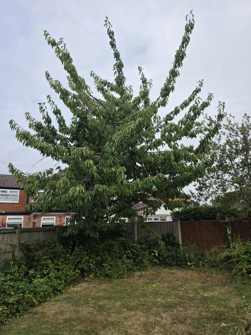 Overgrown cherry tree with long, whippy leaders before crown reduction in a Cheshire garden