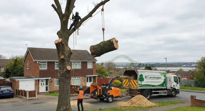 Roadside tree removal in Cheshire by KC Landscapes