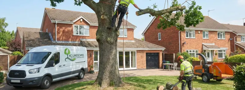 Tree removal in Cheshire