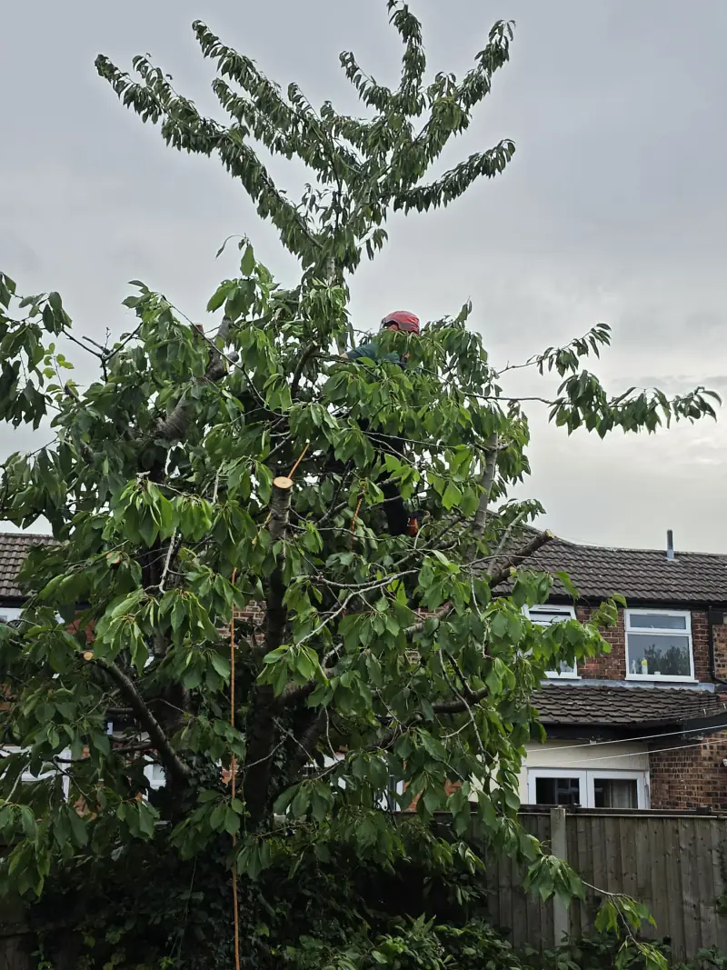 KC Landscapes tree surgeon roped in at the top of a cherry tree during a crown reduction